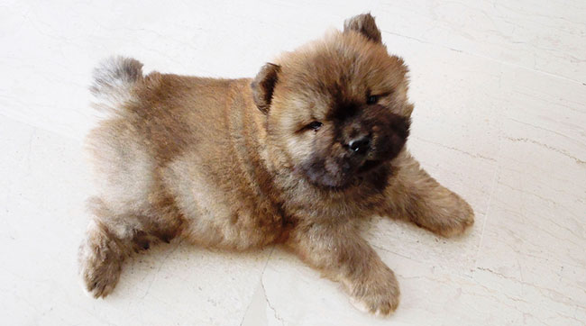 Cachorro de Chow Chow de 2 meses