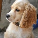 Cachorro de Cocker Spaniel con 4 meses