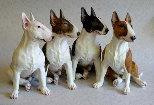 Colores de los perros bull terrier