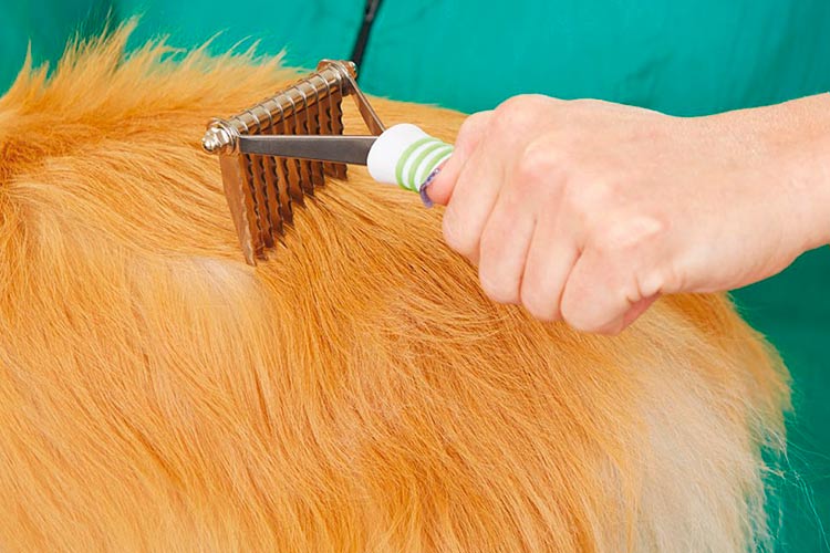 Aliviar Peculiar Eléctrico Cómo desenredar el pelo de un perro | Peinados para perros