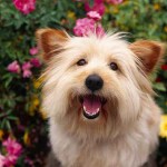 Ejercicios de los perros Cairn Terrier