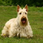 Ejercicio del Scottish Terrier