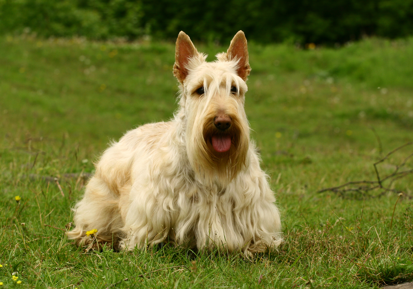 Ejercicio del Scottish Terrier