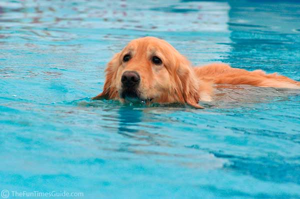 Golden Retriever nadando