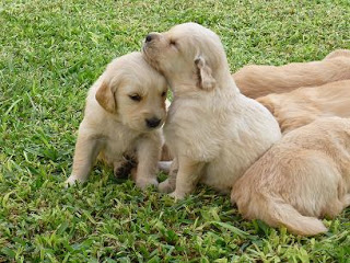 Cachorros de Golden Retriever de 2 meses