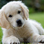 Cachorro de Golden Retriever de 3 meses.
