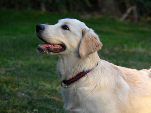 Cachorro de Golden retriever a los 4 meses