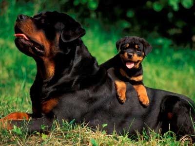 Un Rottweiler hembra con su cachorro