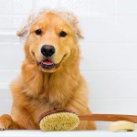 El baño de perros