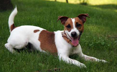 Perro de Jack Russell Terrier