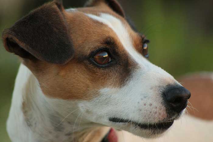 Características físicas de los perros Jack Russell Terrier