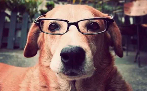 Perros inteligentes