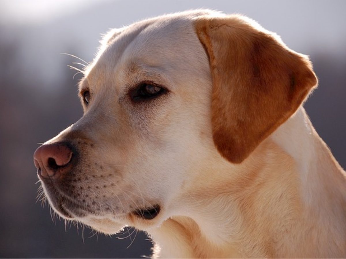 Labrador | Perro Labrador Razas de perros