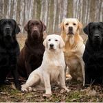 Tipos de color del perro Labrador Retriever