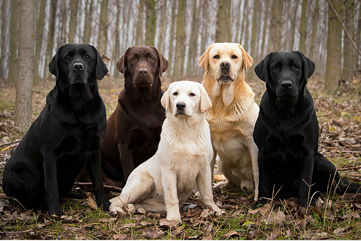 Tipos de color del perro Labrador Retriever