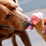 perros pueden comer ice cream