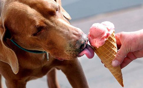 perros pueden comer ice cream