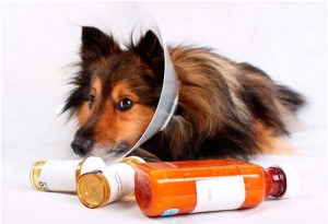 medicacion perro