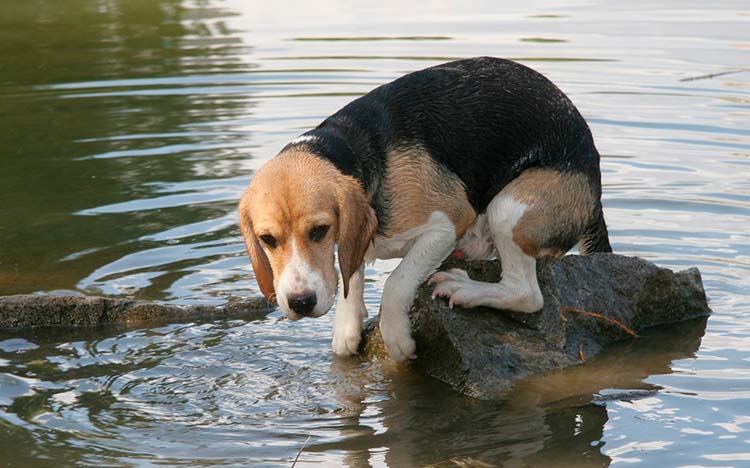 quitarle el miedo al agua a un perro