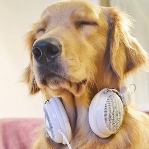quitarle el miedo al perro con música