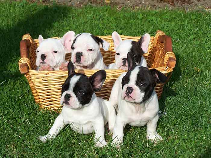 Bulldog Francés bebés