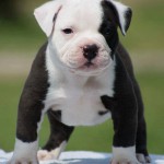 Cachorro de American Pitbull Terrier con 2 meses