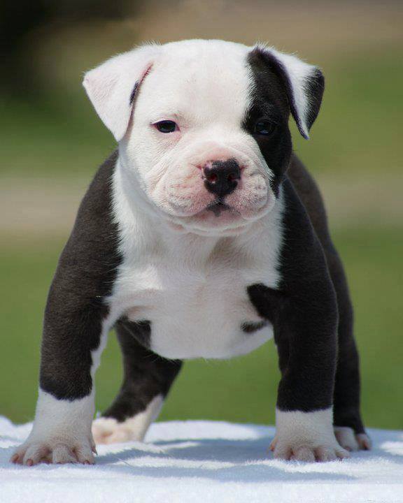 Cachorro de American Pitbull Terrier con 2 meses
