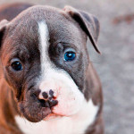 Cachorro de American Pitbull Terrier con 3 meses