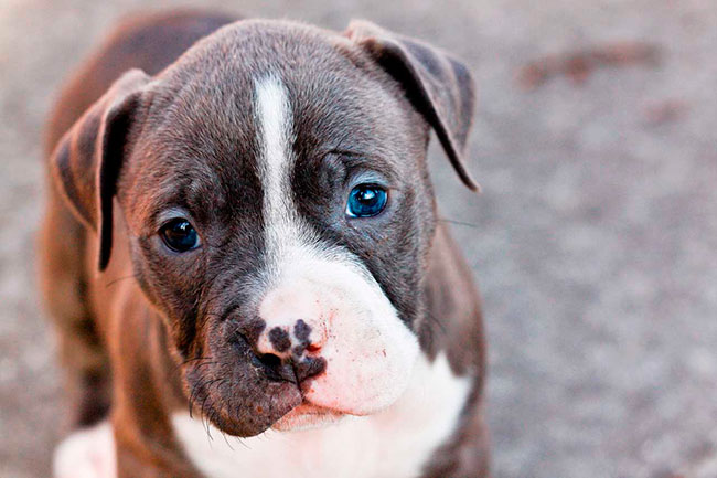 Cachorro de American Pitbull Terrier con 3 meses
