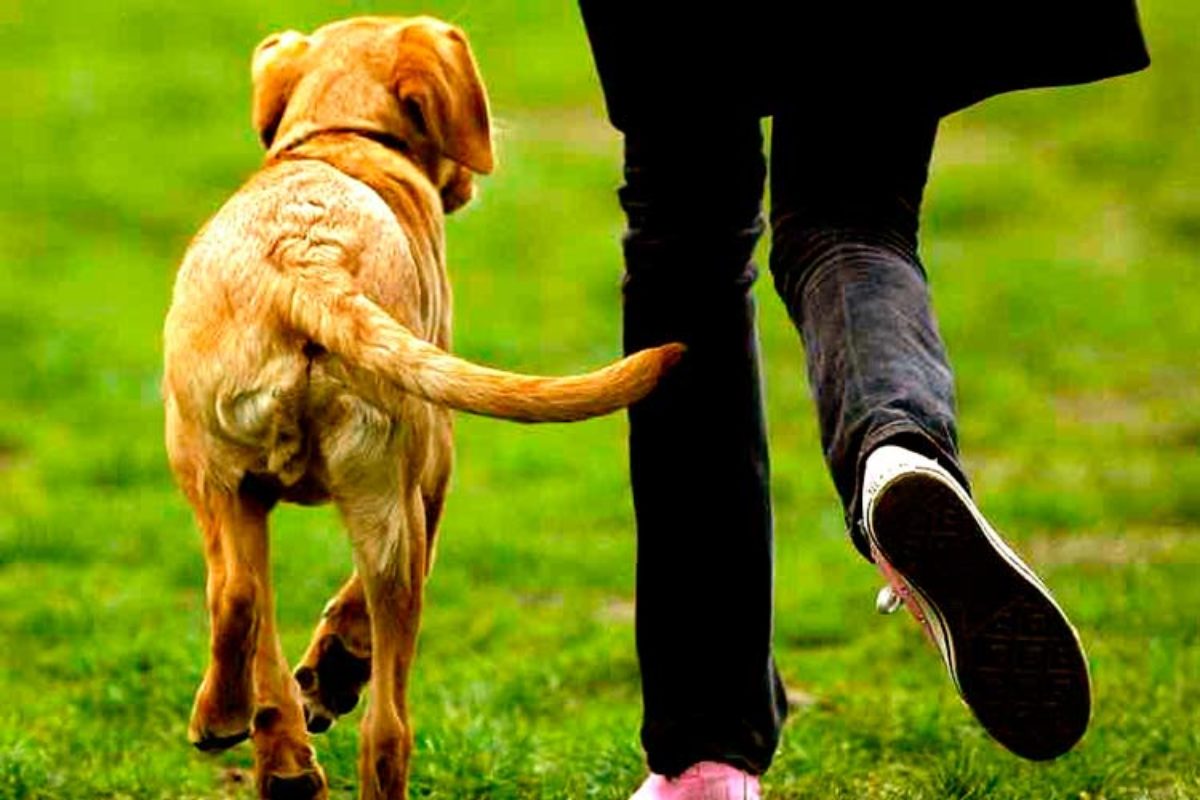 Por qué el perro mueve la cola? | Información sobre los