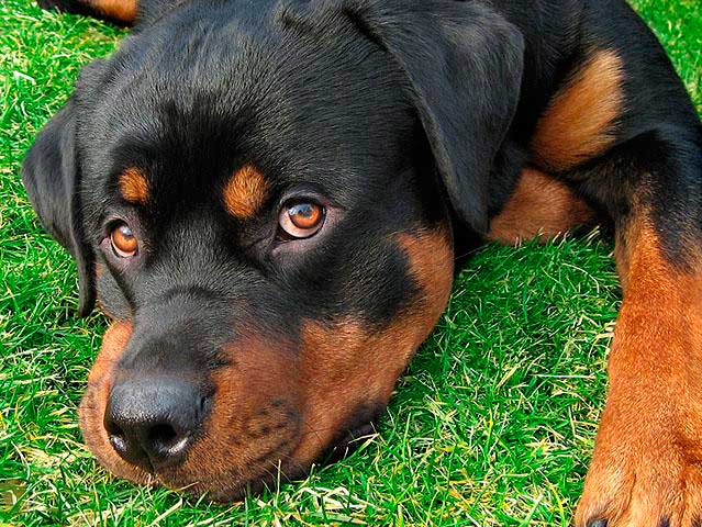 Cachorro de Rottweiler de 1 año