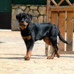 Cachorro de Rottweiler de 5 meses