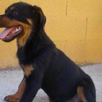 Cachorro de Rottweiler de 8 meses