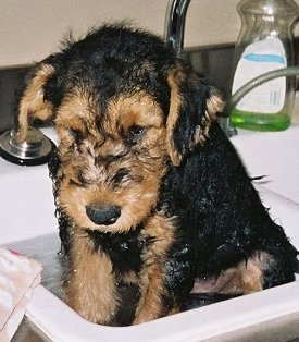 Airedale Terrier con 2 meses