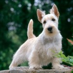 Características del Scottish Terrier