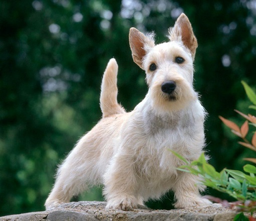Características del Scottish Terrier