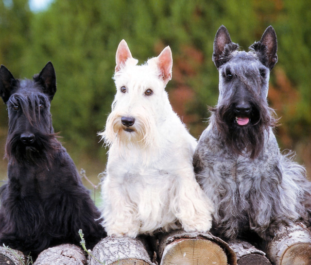 Colores de los Scottish Terrier