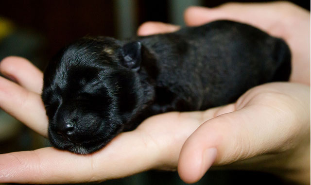 Cachorro Scottish Terrier recien nacido