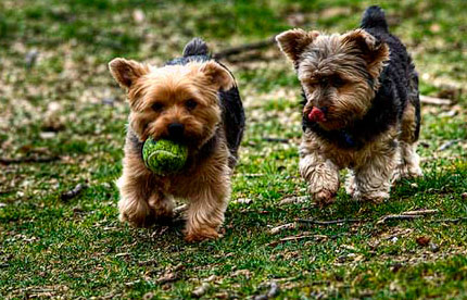 Perros Yorkshire Terrier jugando