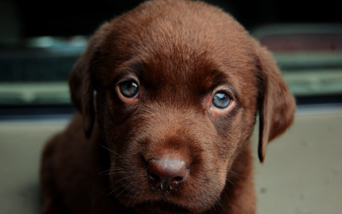 coger un resfriado preposición lengua A qué edad abren los ojos los cachorros? | Cachorros