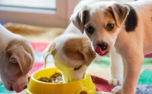 ¿A qué edad empieza a comer un cachorro de perro?