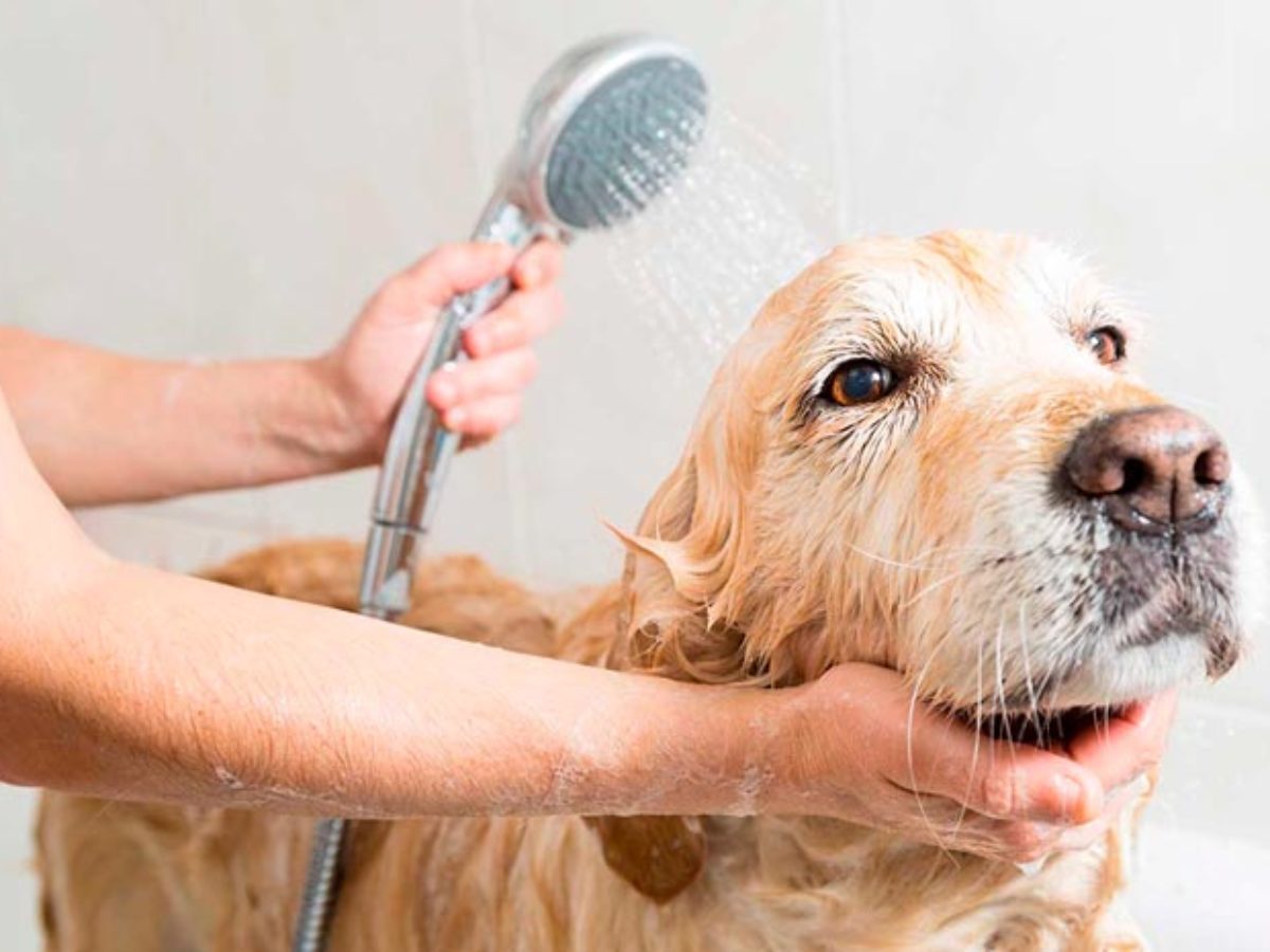 toxicidad aventuras recursos humanos A partir de qué edad puedo bañar a mi perro? | Higiene canina