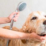 ¿A qué edad se pueden bañar los perros por primera vez?
