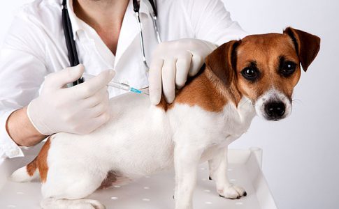 ¿A qué edad vacunar al perro por primera vez?