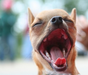 Periodo de dentición de perros