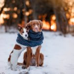 Abrigar a los perros en invierno