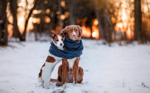 Abrigar a los perros en invierno