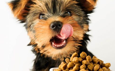 Cómo evitar que el perro sea agresivo al comer