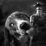 Agua como nutriente para perros