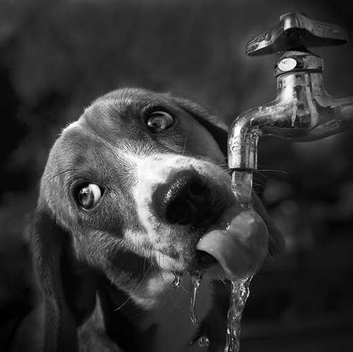 Agua como nutriente para perros